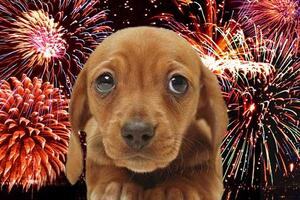 Tutela della sicurezza e del benessere: vietato ad Aulla l'uso di petardi e fuochi d'artificio durante le festività