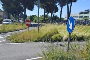 Manutenzione del verde urbano a Massa: i consiglieri Pd Santi e Tarantino chiedono interventi a Cudupino e alla Zecca
