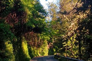 A breve il taglio delle alberature pericolose in Via dei Colli a Massa: l'annuncio del consigliere Ortori