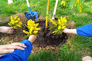 Una pianta di mimosa per educare al rispetto della donna: importante iniziativa alla scuola primaria Rodari di Avenza