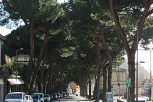 Pini tagliati sulla salita di San Cecardo a Carrara: il Grig fa una richiesta di accesso agli atti per  capire da chi fu autorizzato