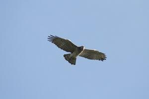 Oltre 5000 rapaci in volo su Versilia-Alpi Apuane: il 28° Campo autunnale d’osservazione conferma l'importanza internazionale del sito