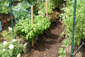 Riparte nelle scuole il progetto di educazione alimentare ‘Orto bio’ promosso dal comune di Carrara