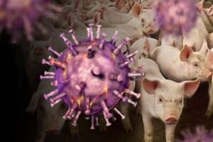 Coldiretti Massa Carrara lancia l'allarme per la peste suina: "Il contagio è scappato di mani: nel mirino le istituzioni regionali"