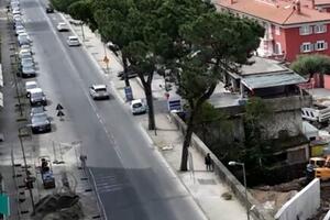 Decisione non condivisa con le associazioni di riferimento per il verde urbano sulla salita di San Ceccardo: Italia Nostra Apuolunense critica il sindaco di Carrara Arrighi
