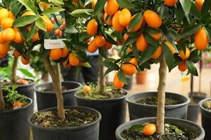 Grande successo per Vita all’Aria Aperta: oltre 6.500 visitatori a CarraraFiere per la fiera dedicata al giardino e all’outdoor living