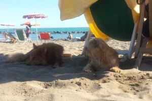 Torna la Bau bau beach a Marina di Carrara