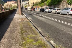 Pini della salita di San Ceccardo abbattuti perchè successivi alla realizzazione della strada e le nuove alberature si metteranno quando ci saranno i soldi: la risposta del comune di Carrara non soddisfa il Grig