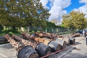 Quasi ultimata da Nausicaa spa la piantumazione di nuovi alberi sul litorale di Marina di Carrara: la soddisfazione dell&#039;assessore Orlandi