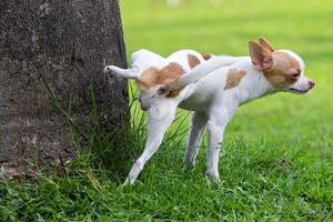 Acqua obbligatoria per pulire le deiezioni dei cani: come cambia il regolamento tutela e benessere degli animali
