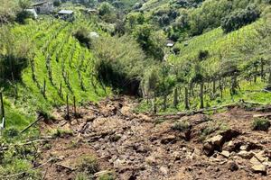 Coldiretti Massa Carrara: vendemmia bella e fortunata, il 10 per cento in più di vino e  tra i filari eroici del Candia doc sta sbocciando una nuova generazione