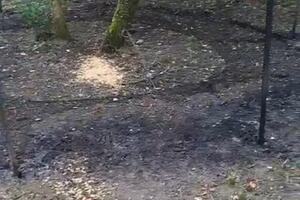 Atto vandalico contro struttura di cattura cinghiali  nel comune di Mulazzo, “un gesto inammissibile contro la salute pubblica e la sicurezza” : dichiarano Guidi e Tenerani di FdI