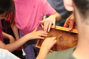 Domenica 16 novembre a Mulazzo torna Mielerie Aperte: al Pungiglione visite, degustazioni e attività didattiche