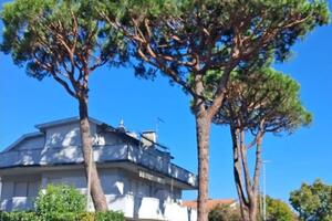 Possibile abbattimento di pini a Marina di Massa