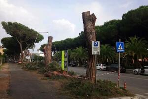 Incontro tra Italia Nostra Apuo-lunense e il sindaco Arrighi sul verde urbano