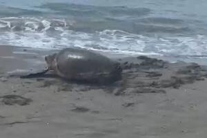 Una grande tartaruga Marina avvistata sulla spiaggia di Marina di Carrara