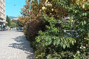 Largo Matteotti a Massa: il degrado nascosto tra la vegetazione incolta: la segnalazione di FdI Massa