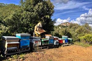 Certificazione DOP per i  Mieli di Millefiori, Erica e Melata della Lunigiana