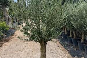 Massa In Fiore -Coldiretti:  ulivo della non violenza in ricordo di Bongiorni. La consegna domenica 19 aprile alle 16