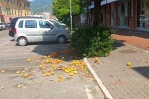 Arance cadute per le vie di Massa e non raccolte: l'appello di Giampaoli di Italia Nostra Massa Montignoso