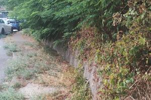 Via Casalina ad Avenza invasa dalla vegetazione: la segnalazione di Avenza Si R-Esiste