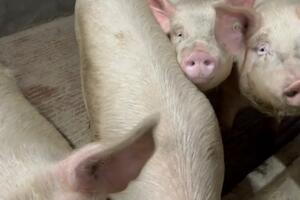 Coldiretti Toscana: casi di contagio di peste suina aumentati otto volte tra Massa carrara e Lucca, serve subito un tavolo regionale emergenze epizootiche