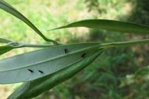 Coldiretti Massa Carrara:  battaglia per contrastare la cecidomia,  incontro a Fosdinovo con tecnici regione per verificare lo stato dell'arte
