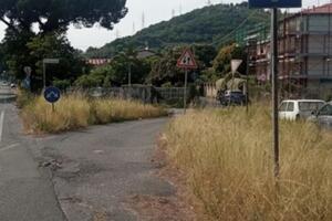 Vegetazione incontrollata a Codupino: Benedetti sostiene la protesta dei residenti preoccupati per la mancanza di visibilità sulla strada