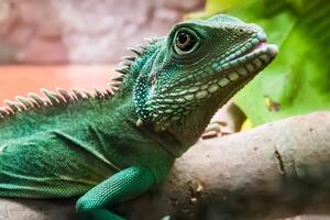 Torna il 27 settembre &quot;Esotika Pet Show&quot; a Carrarafiere