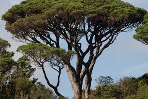Il destino silenzioso dei pini urbani di Carrara: tutelati nella carta, dimenticati nei fatti
