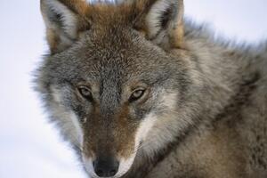 Coldiretti Massa Carrara: il lupo non è più una specie intoccabile