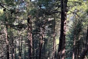 Interventi contro il rischio incendi a Pian della Fioba