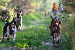 Sporcato e messo a rischio da venti cani da caccia tenuti dal padrone allo stato brado il borgo di Gigliana di Filattiera: la denuncia dei residenti