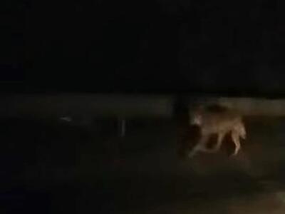 Avvistamenti di lupi a Carrara centro: preoccupazione tra i residenti