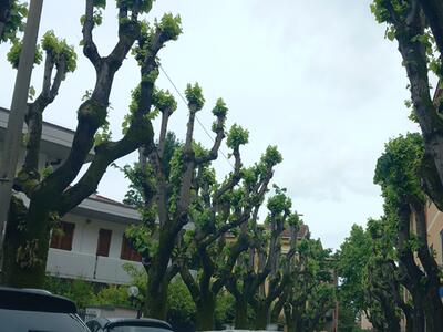 Ignorato il regolamento del verde a Massa che vieta la capitozzatura degli alberi: la denuncia di Italia Nostra Massa Montignoso