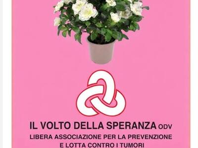 Volto della speranza: tornano le azalee per la festa della mamma nelle piazze di tutta la provincia l'iniziativa a sostegno dei malati oncologici