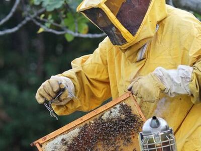 Coldiretti: ad aprile nuovo corso a Massa  per diventare apicoltore rivolto ad hobbisti ed imprenditori agricoli