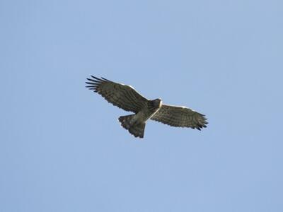 Oltre 5000 rapaci in volo su Versilia-Alpi Apuane: il 28° Campo autunnale d’osservazione conferma l'importanza internazionale del sito