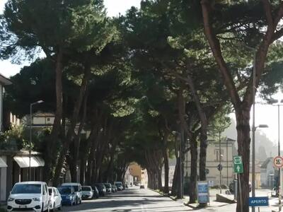 Salita San Ceccardo: il verde non come arredo urbano, ma funzione vitale per la città. La proposta di Associazione Arca