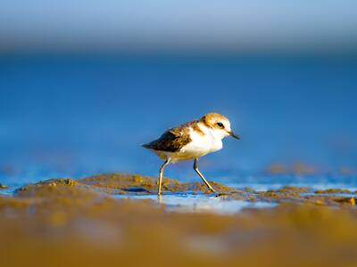 Smart Revolution srl per la difesa del Fratino: vinti oltre otto milioni di euro