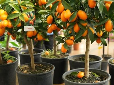 Grande successo per Vita all’Aria Aperta: oltre 6.500 visitatori a CarraraFiere per la fiera dedicata al giardino e all’outdoor living