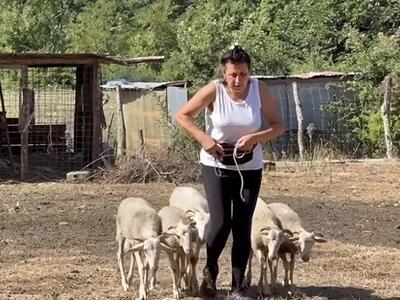 Aggrediti dai lupi a Zeri: i cani salvano pastora e gregge