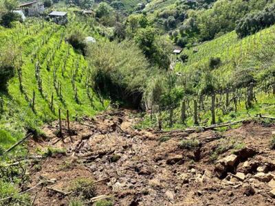 Coldiretti Massa Carrara: vendemmia bella e fortunata, il 10 per cento in più di vino e  tra i filari eroici del Candia doc sta sbocciando una nuova generazione