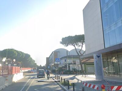 "Nessun pino verrà sradicato a Marina": la replica dell'Autorità Portuale alle preoccupazioni delle associazioni ambientaliste