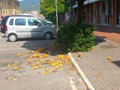 Arance cadute per le vie di Massa e non raccolte: l'appello di Giampaoli di Italia Nostra Massa Montignoso