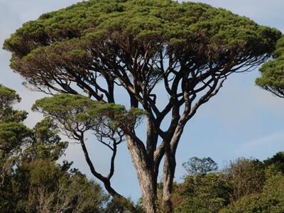 Il destino silenzioso dei pini urbani di Carrara: tutelati nella carta, dimenticati nei fatti