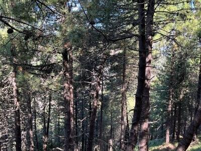 Interventi contro il rischio incendi a Pian della Fioba
