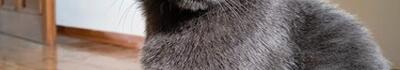 Smarrito un gatto grigio a Turano: l'appello dei proprietari per ritrovarlo