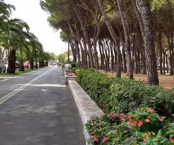 Pini di viale Colombo: la smentita dell'Autorità Portuale solleva più domande di quante ne risolva