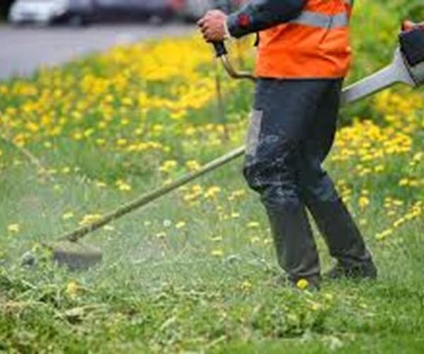 Regolamento del verde approvato dal consiglio comunale di Carrara